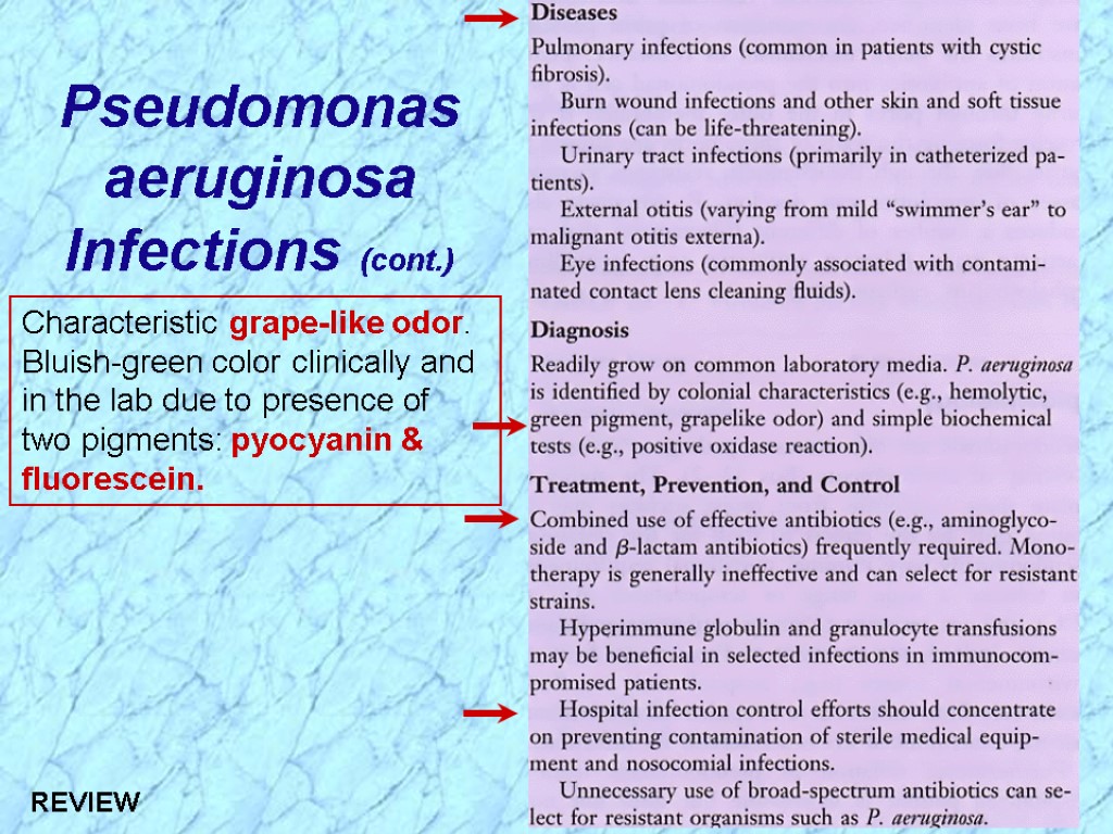 Pseudomonas aeruginosa Infections (cont.) Characteristic grape-like odor. Bluish-green color clinically and in the lab